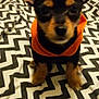 dog, puppy, small_dog, orange_hoodie, zigzag_pattern, blanket, bed, ears, cute, pet, animal, indoor, black_and_tan, fur, sitting, looking, close_up, portrait, young, cozy