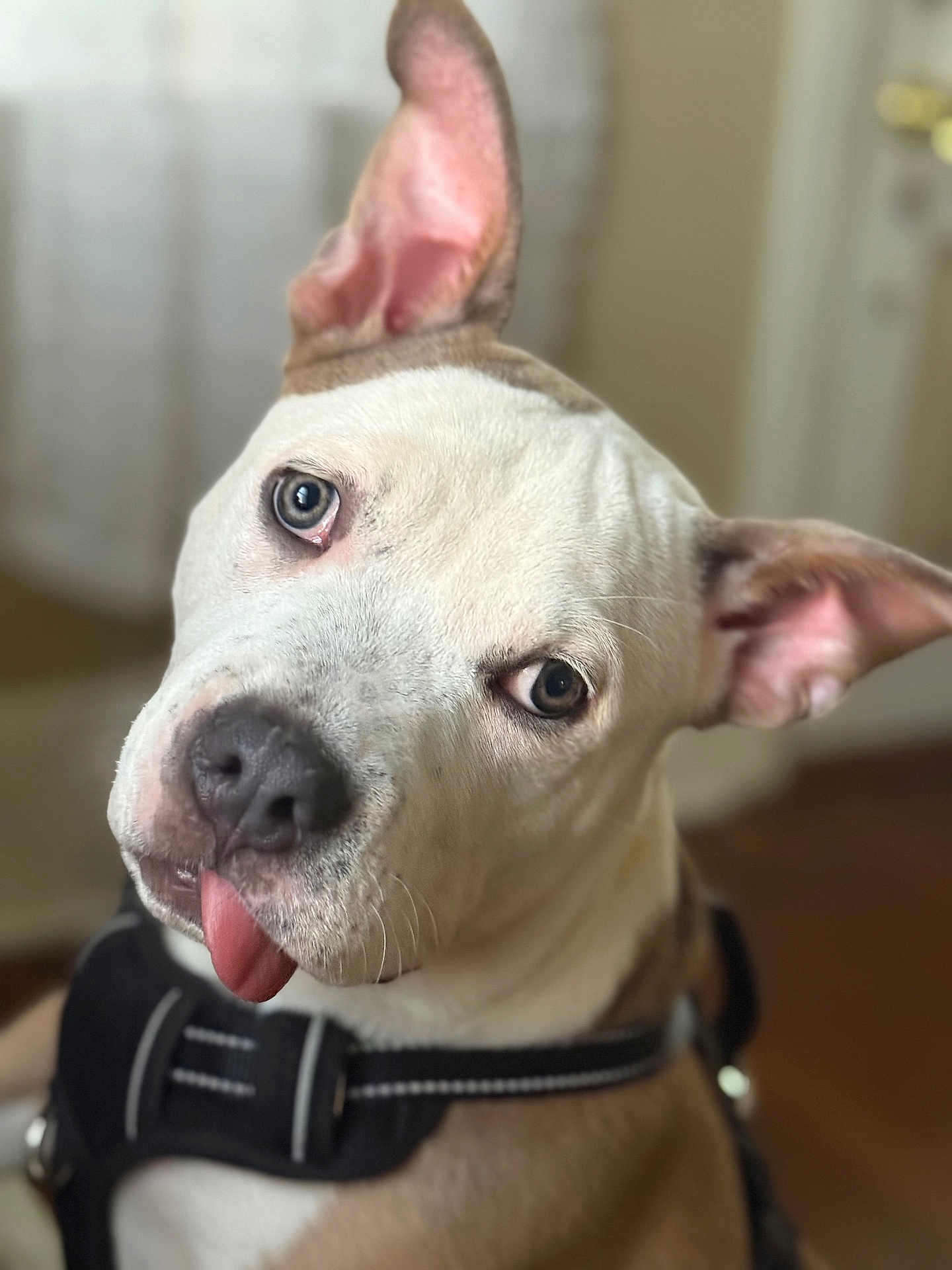 Beans joined the competition — help win amazing prizes! dog, close_up, pet, animal, tongue_out, ear_up, indoors, harness, brown, white, cute, playful, portrait, canine, fur, whiskers, expression, blurry_background, domestic_animal, friendly