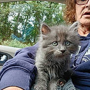 Promise is registered to the contest to win money with this photo: kitten, cat, gray_fur, green_eyes, person, glasses, curly_hair, hoodie, knitted_blanket, car_interior, window, trees, forest, nature, close_up, pet, animal, indoor, seated, expression