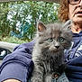 kitten, cat, gray_fur, green_eyes, person, glasses, curly_hair, hoodie, knitted_blanket, car_interior, window, trees, forest, nature, close_up, pet, animal, indoor, seated, expression