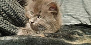 Promise joined the competition — help win amazing prizes! kitten, cat, gray, fluffy, pet, animal, indoor, blanket, knit, texture, cozy, fur, cute, young, resting, curious, soft, striped, comfort, feline