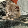 kitten, cat, gray, fluffy, pet, animal, indoor, blanket, knit, texture, cozy, fur, cute, young, resting, curious, soft, striped, comfort, feline