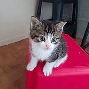Tigrou a rejoint le concours — aidez-le/la à gagner de superbes lots ! animal, cat, curious, cute, domestic_cat, ears, feline, flooring, fur, household, indoor, kitten, paws, pet, red_stool, sitting, small_animal, whiskers, wooden_floor, young