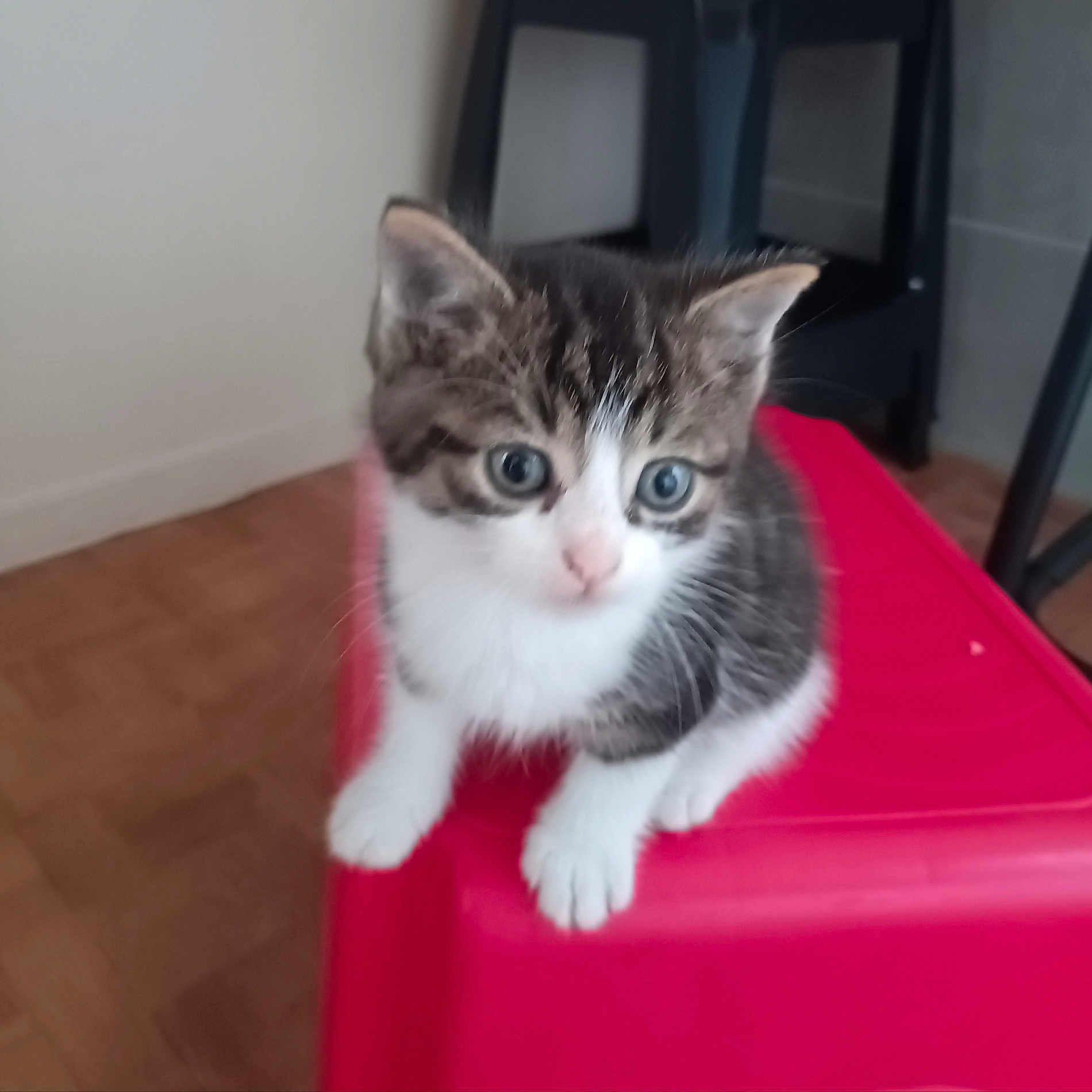 Tigrou a rejoint le concours — aidez-le/la à gagner de superbes lots ! animal, cat, curious, cute, domestic_cat, ears, feline, flooring, fur, household, indoor, kitten, paws, pet, red_stool, sitting, small_animal, whiskers, wooden_floor, young