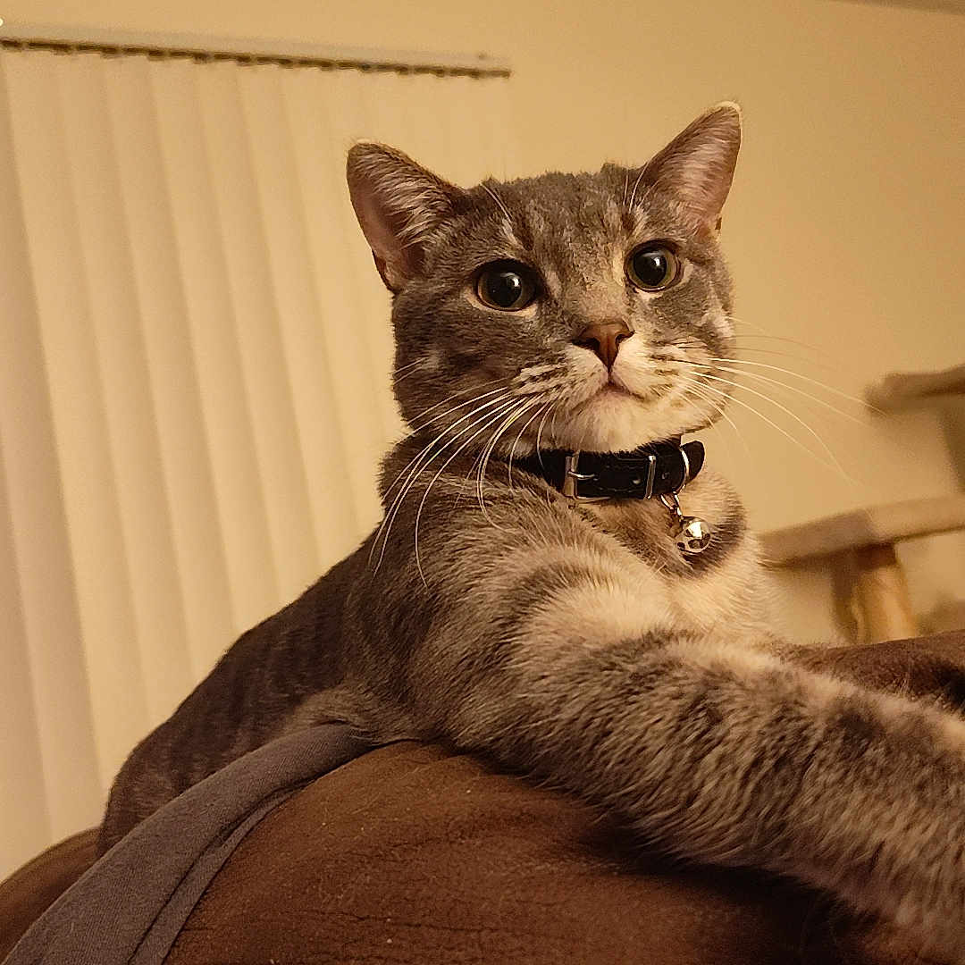 Sully is registered to the contest to win money with this photo: animal, bell, cat, cat_tree, closeup, collar, couch, feline, fur, gray_tabby, home, indoor, leather, mammal, paw, pet, relaxed, stretching, vertical_blinds, whiskers