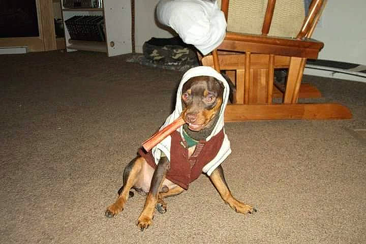 Steve joined the competition — help win amazing prizes! art, canidae, carnivore, chair, comfort, companion_dog, dog, dog_breed, fawn, floor, flooring, hardwood, hound, knee, paw, scent_hound, sporting_group, tail, wood, working_animal