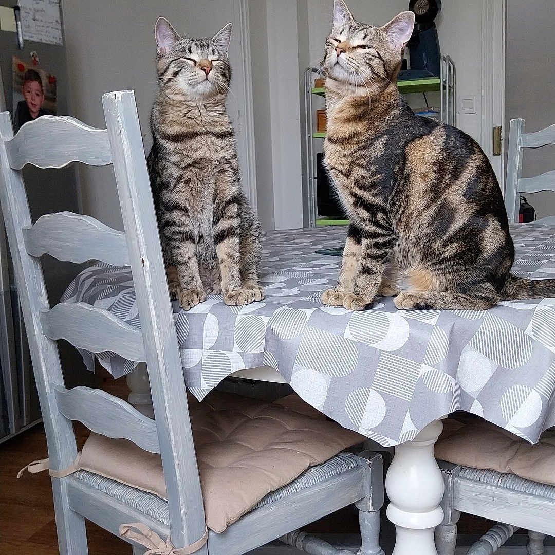 Biscotte a rejoint le concours — aidez-le/la à gagner de superbes lots ! animal, architecture, building, cat, chair, diningroom, diningtable, furniture, hardwood, head, homedecor, indoors, linen, manx, person, pet, plywood, room, table, wood