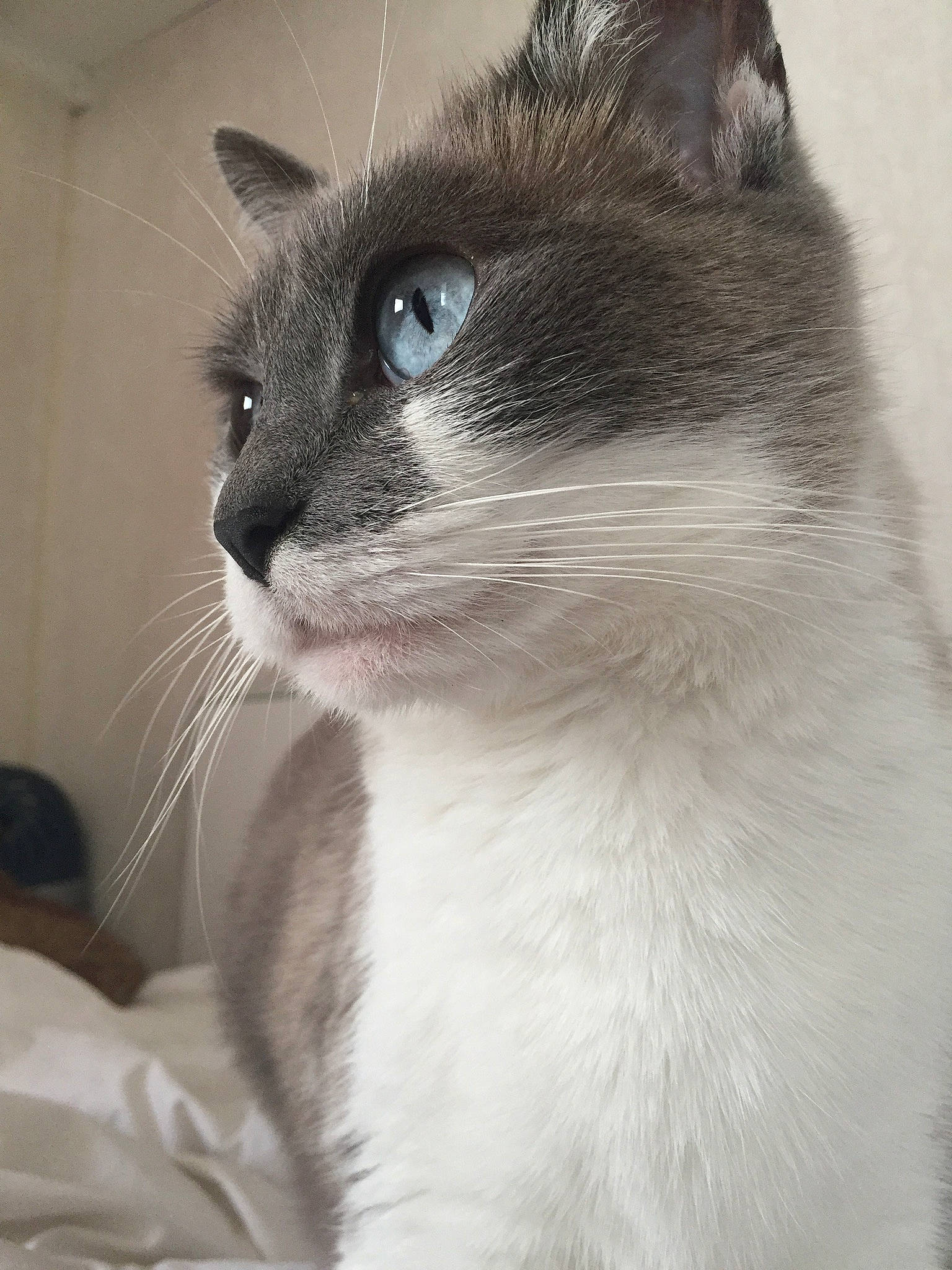 Gribouille Et Ficelle participe au concours pour gagner de l'argent avec cette photo : asian, balinese, burmese, carnivore, cat, close_up, domestic_short_haired_cat, eye, felidae, mammal, nose, ojos_azules, siamese, small_to_medium_sized_cats, snout, snowshoe, thai, tonkinese, vertebrate, whiskers