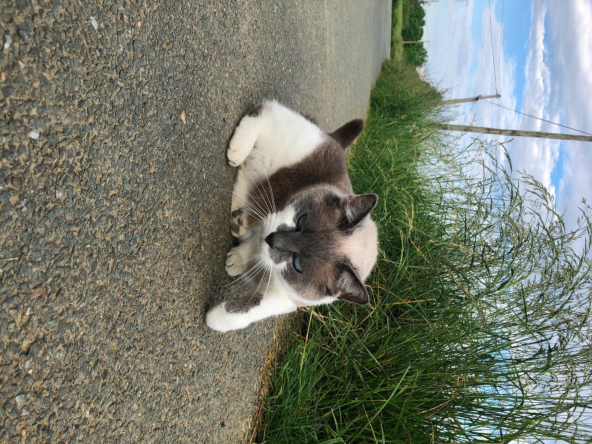 Gribouille Et Ficelle a rejoint le concours — aidez-le/la à gagner de superbes lots ! akita, canidae, carnivore, cat, dog, dog_breed, fawn, felidae, grass, mammal, snout, sporting_group, tail, vertebrate