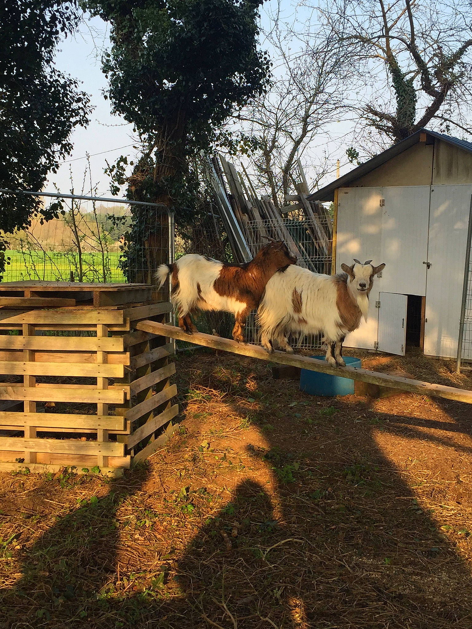 Cookie Et Bambi a rejoint le concours — aidez-le/la à gagner de superbes lots ! bovine, cow_goat_family, farm, fawn, fence, goat, goats, grass, home, home_fencing, house, landscape, livestock, pasture, plant, tree