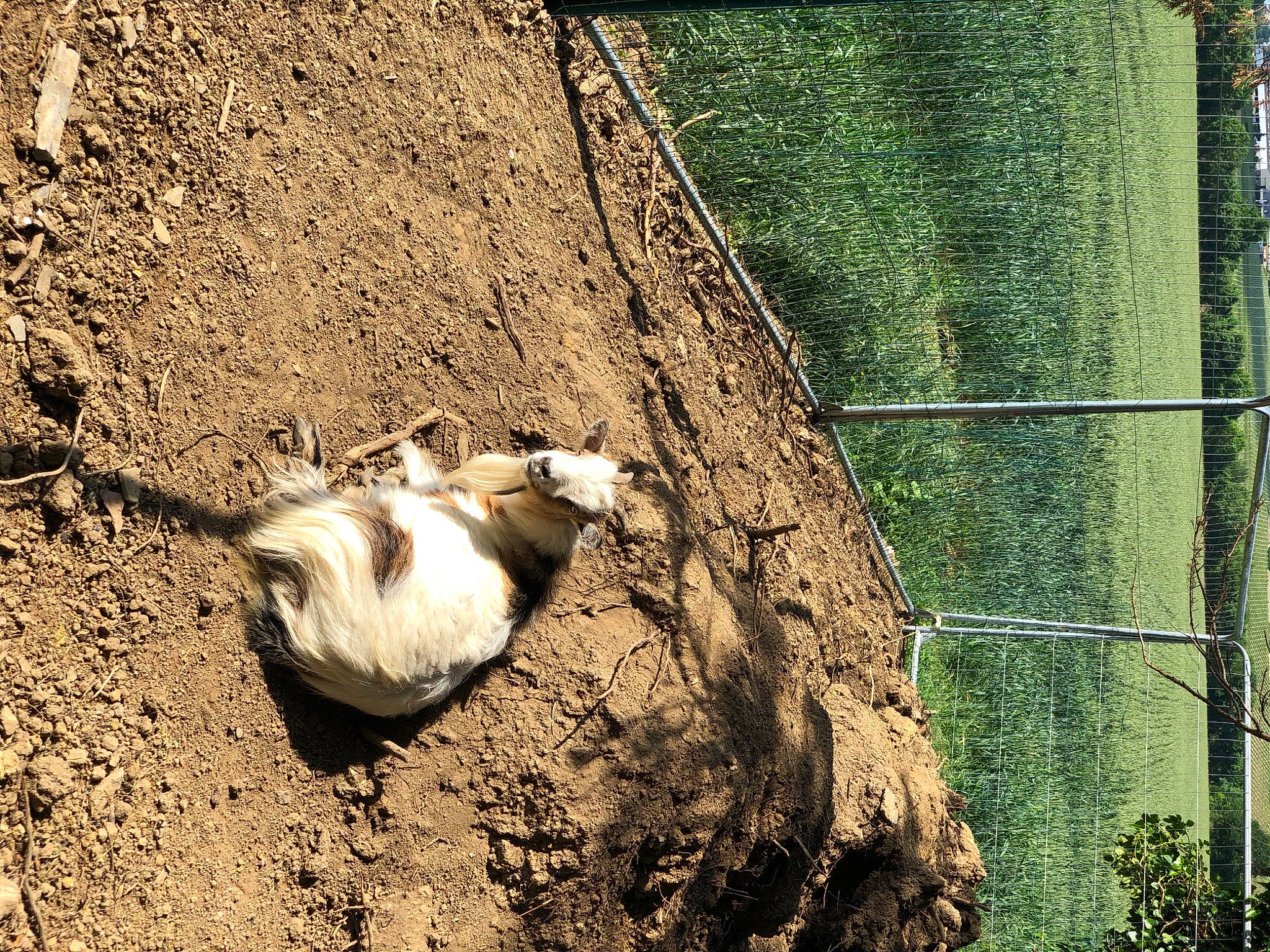 Cookie Et Bambi participe au concours pour gagner de l'argent avec cette photo : branch, fawn, grass, plant, tail, tree, trunk, wildlife, wood