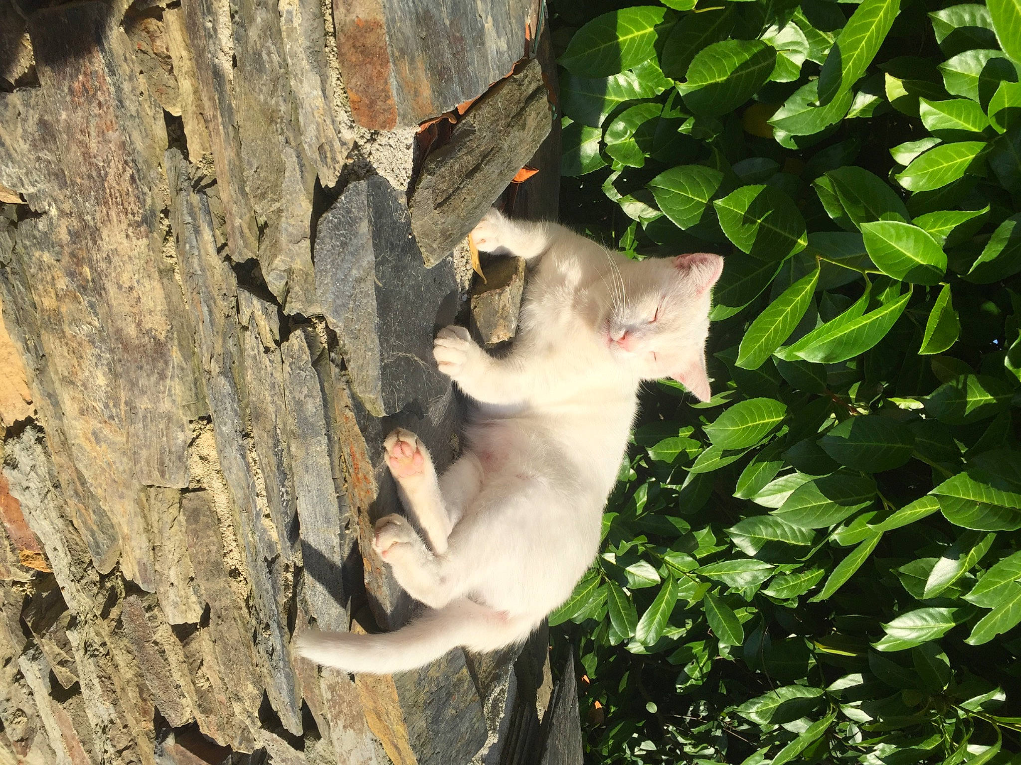 Milou participe au concours pour gagner de l'argent avec cette photo : canidae, carnivore, fawn, plant, tree