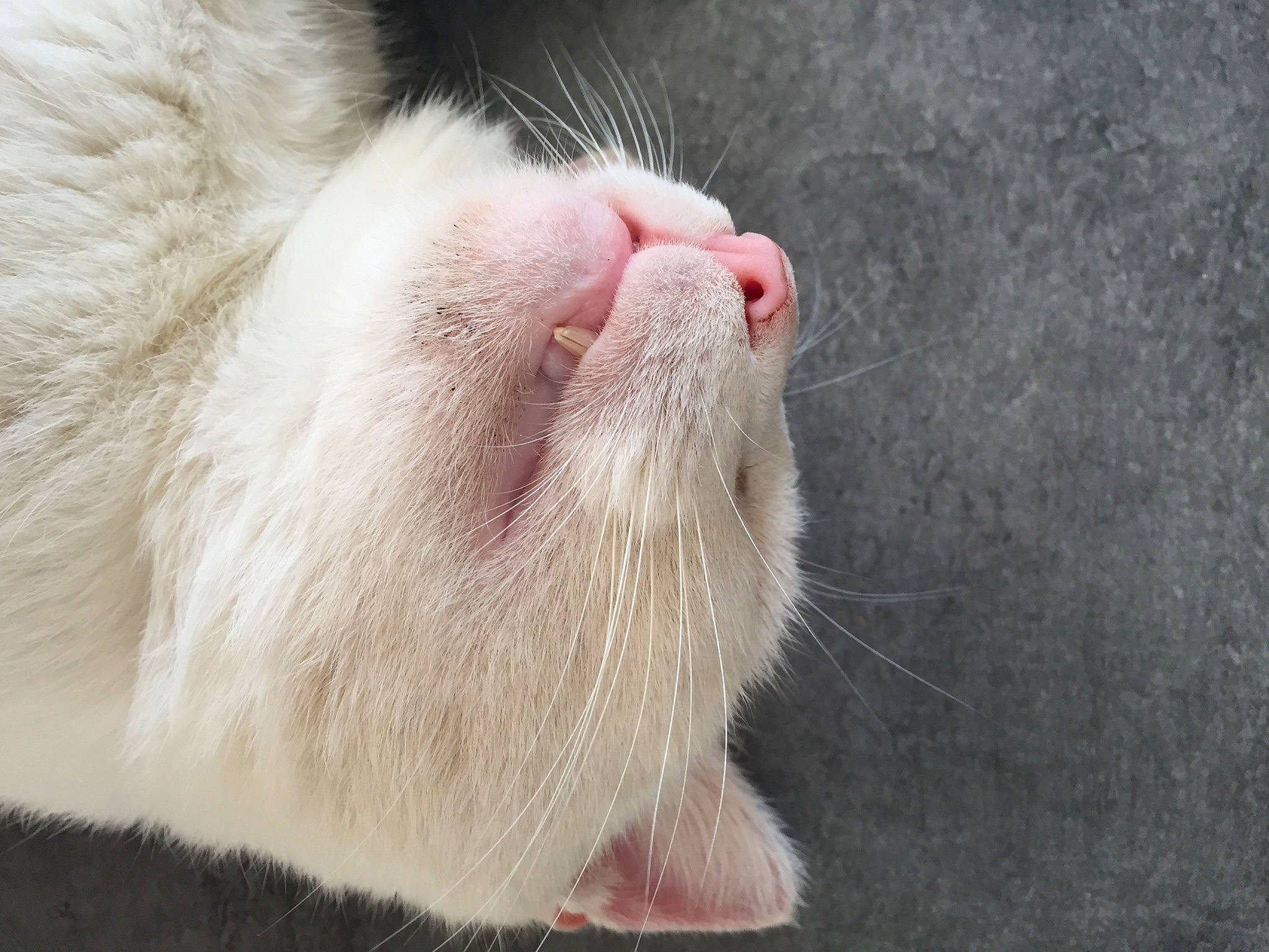 Milou a rejoint le concours — aidez-le/la à gagner de superbes lots ! carnivore, cat, claw, fawn, felidae, fur, nose, paw, polydactyl_cat, small_to_medium_sized_cats, snout, tail, turkish_angora, turkish_van, whiskers