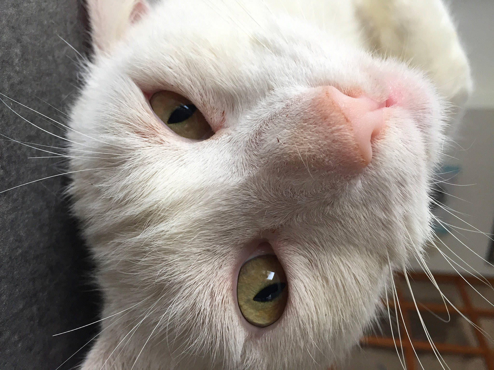 Milou a rejoint le concours — aidez-le/la à gagner de superbes lots ! burmilla, carnivore, cat, close_up, eye, felidae, fur, khao_manee, mammal, nose, small_to_medium_sized_cats, snout, turkish_angora, whiskers