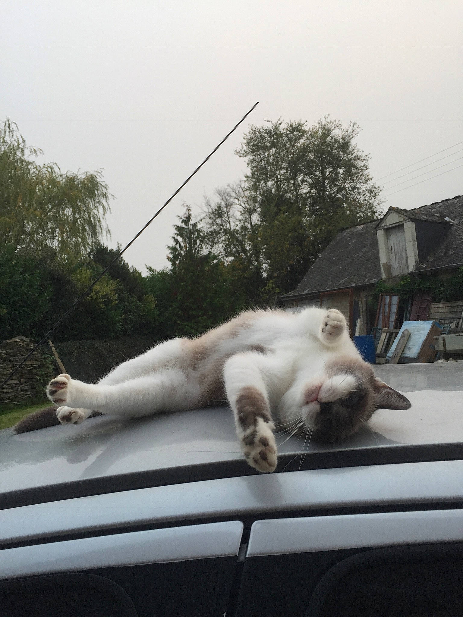 Ficelle participe au concours pour gagner de l'argent avec cette photo : automotive_window_part, car, carnivore, cat, fawn, felidae, glass, hood, roof, sky, small_to_medium_sized_cats, snout, tail, vehicle, window, windscreen_wiper, windshield