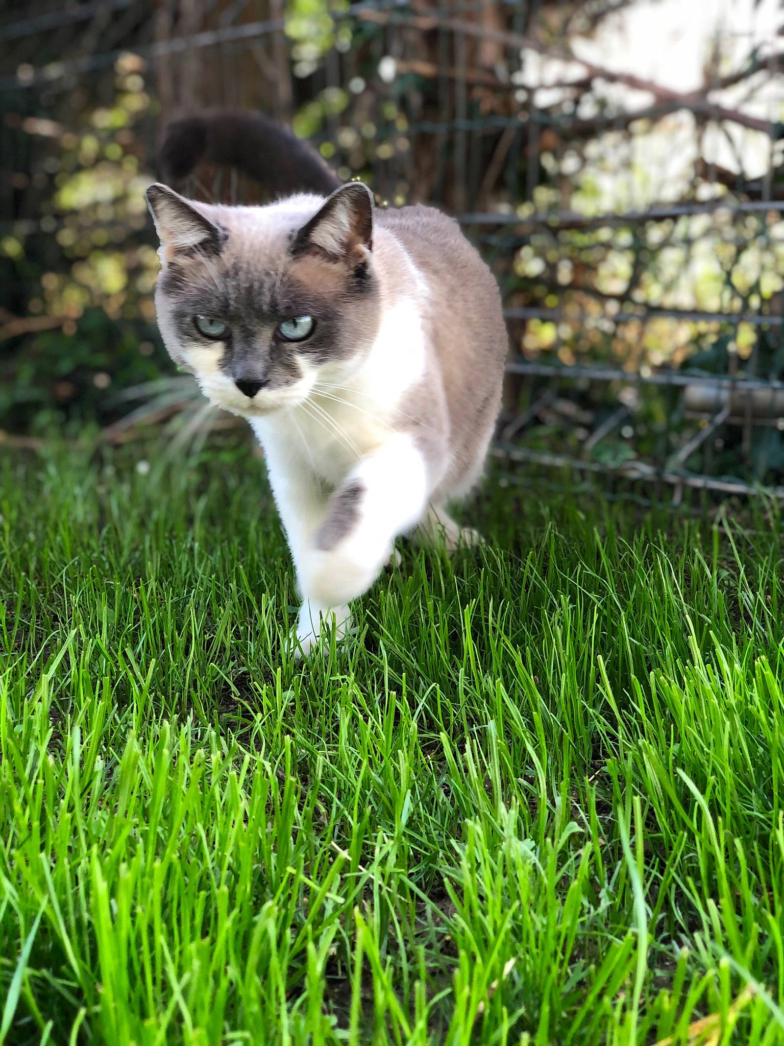 Ficelle participe au concours pour gagner de l'argent avec cette photo : american_wirehair, burmese, carnivore, cat, domestic_short_haired_cat, fawn, felidae, grass, grass_family, mammal, plant, ragdoll, small_to_medium_sized_cats, snowshoe, tail, thai, whiskers, wildlife