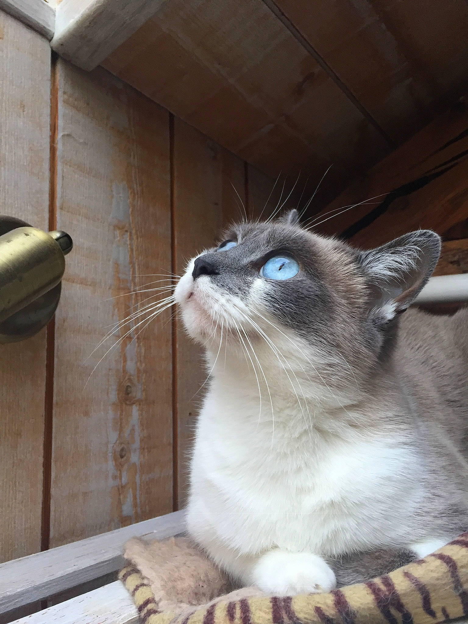 Ficelle participe au concours pour gagner de l'argent avec cette photo : aegean_cat, asian, carnivore, cat, domestic_short_haired_cat, european_shorthair, fawn, felidae, kitten, mammal, ojos_azules, polydactyl_cat, small_to_medium_sized_cats, snout, snowshoe, thai, tonkinese, whiskers