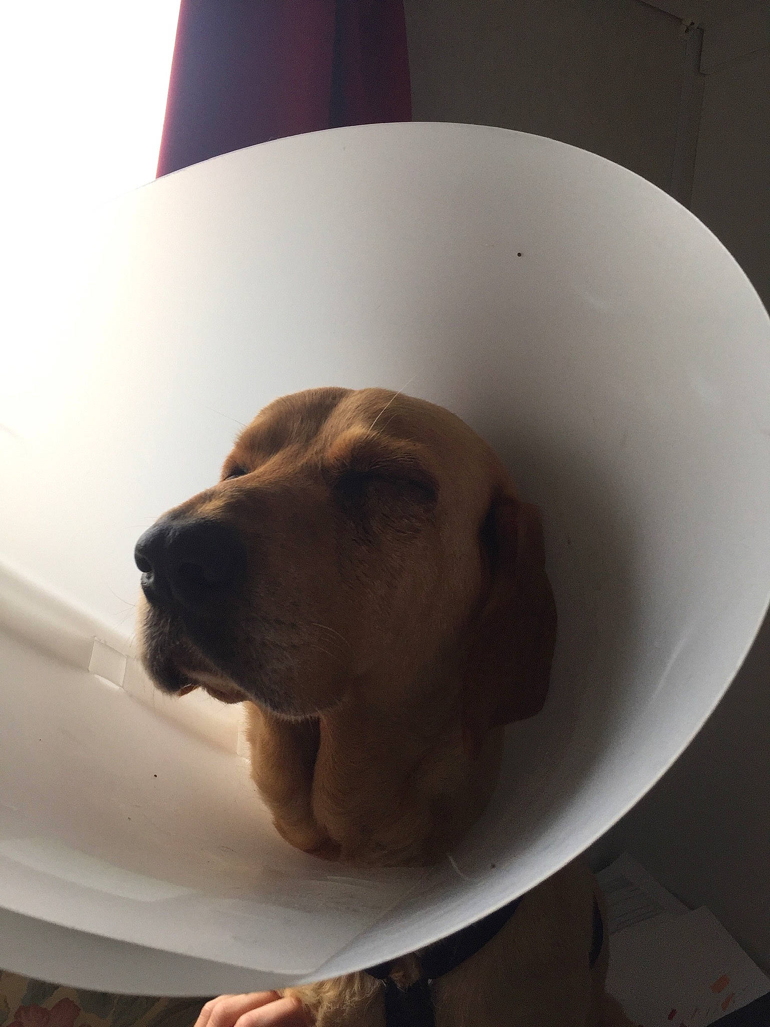 Isia a rejoint le concours — aidez-le/la à gagner de superbes lots ! basset_hound, canidae, carnivore, dog, dog_breed, ear, fawn, nose, snout, sporting_group