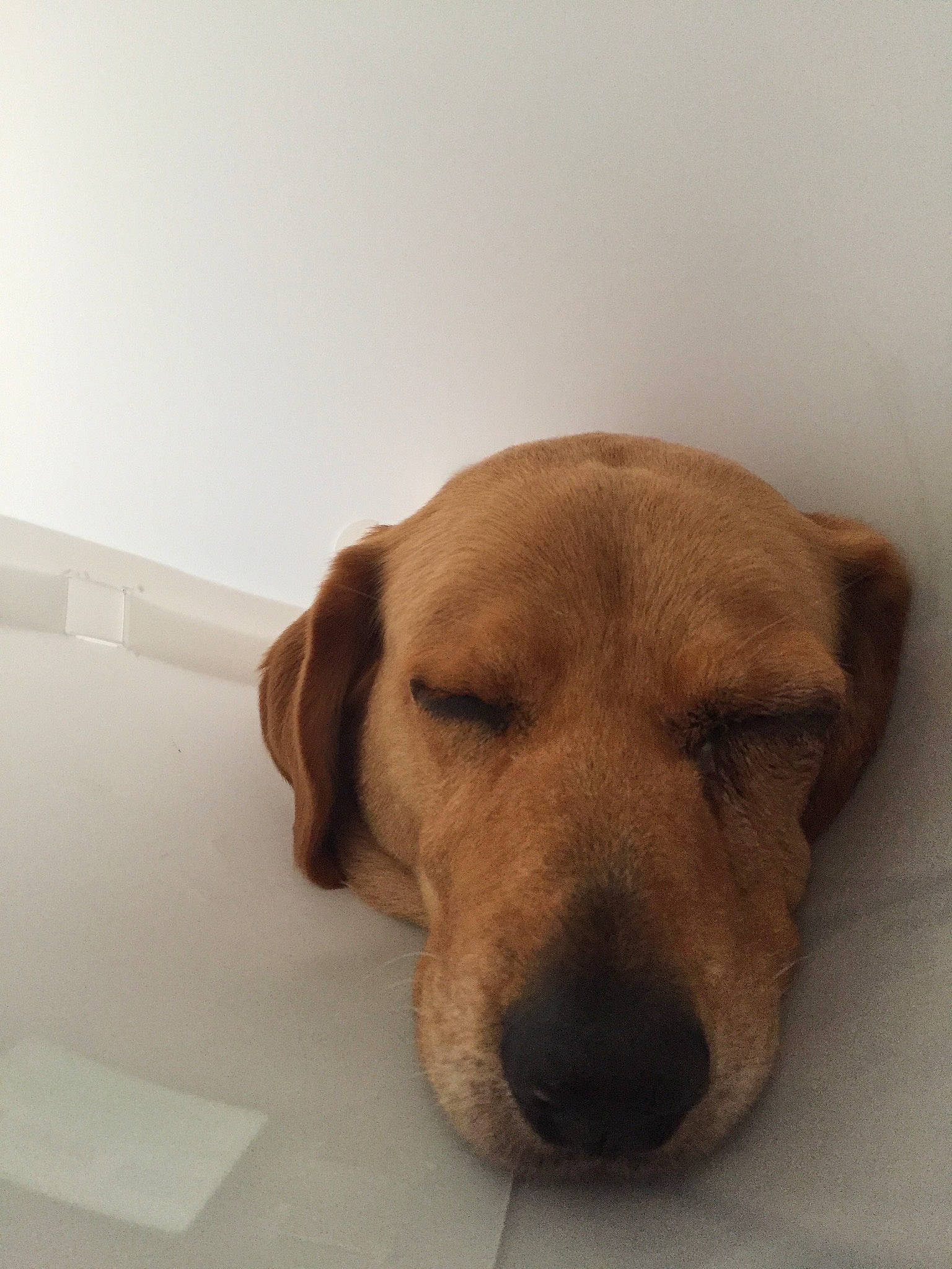 Isia a rejoint le concours — aidez-le/la à gagner de superbes lots ! beagador, broholmer, canidae, carnivore, companion_dog, dog, dog_breed, fawn, golden_retriever, labrador_retriever, mammal, nose, puppy, retriever, rhodesian_ridgeback, snout, sporting_group