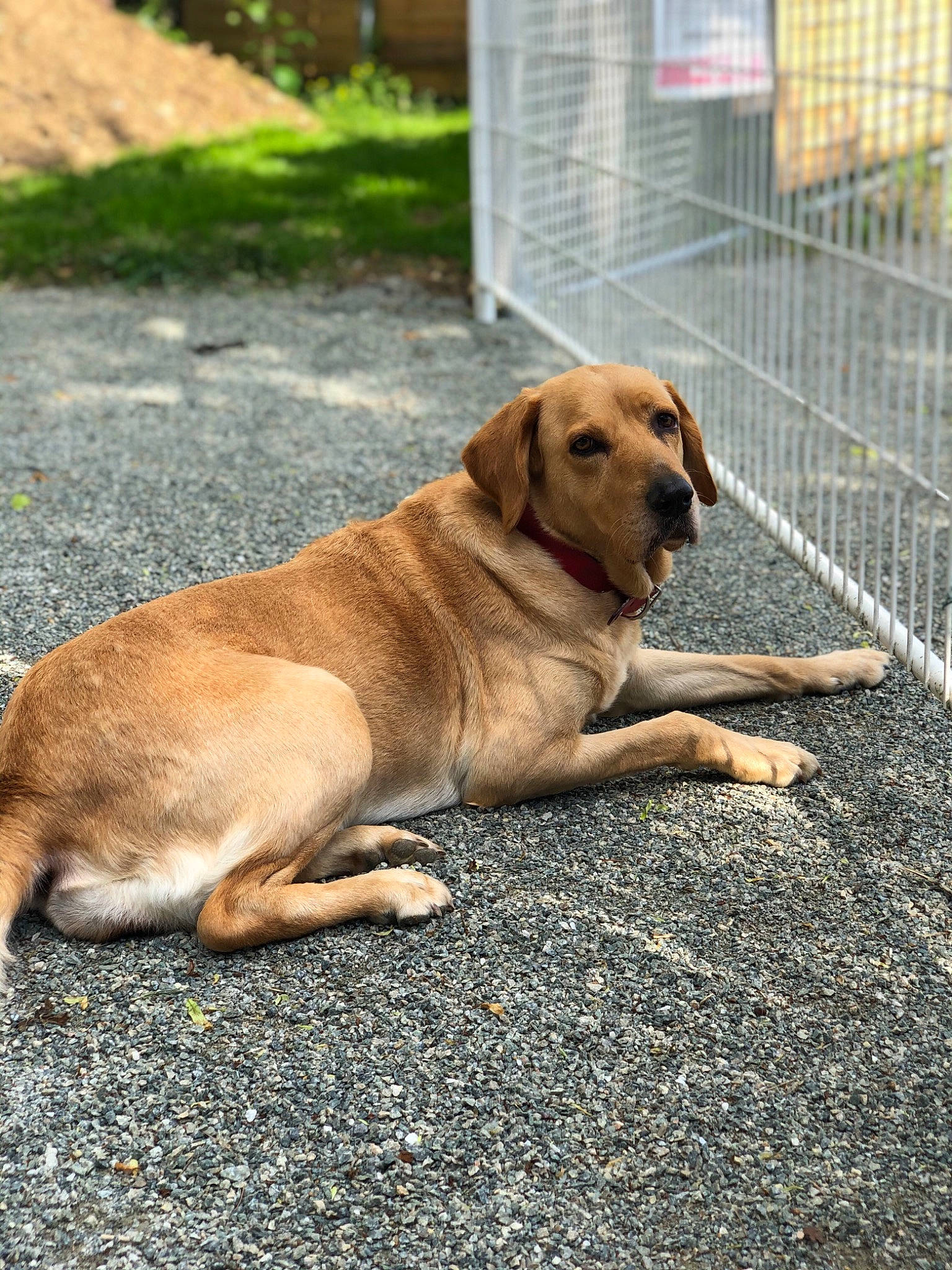 Isia participe au concours pour gagner de l'argent avec cette photo : anatolian_shepherd_dog, black_mouth_cur, canidae, carnivore, companion_dog, dog, dog_breed, fawn, mammal, plant, rare_breed_dog, rhodesian_ridgeback, snout, sporting_group, street_dog, tail, vertebrate