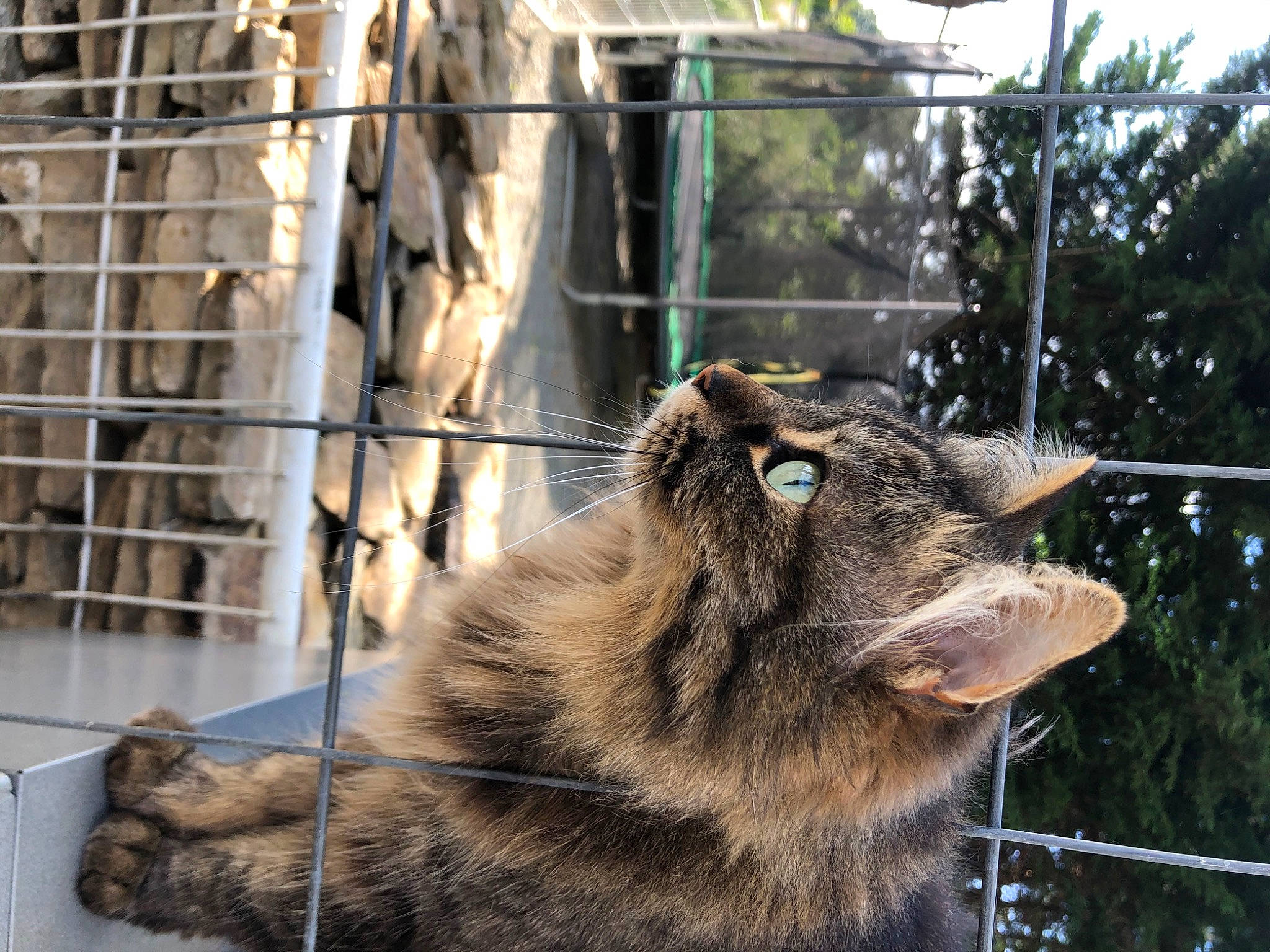 Gribouille a rejoint le concours — aidez-le/la à gagner de superbes lots ! animal_shelter, carnivore, cat, fawn, felidae, fur, maine_coon, mammal, norwegian_forest_cat, small_to_medium_sized_cats, snout, whiskers, wild_cat, wildlife, zoo