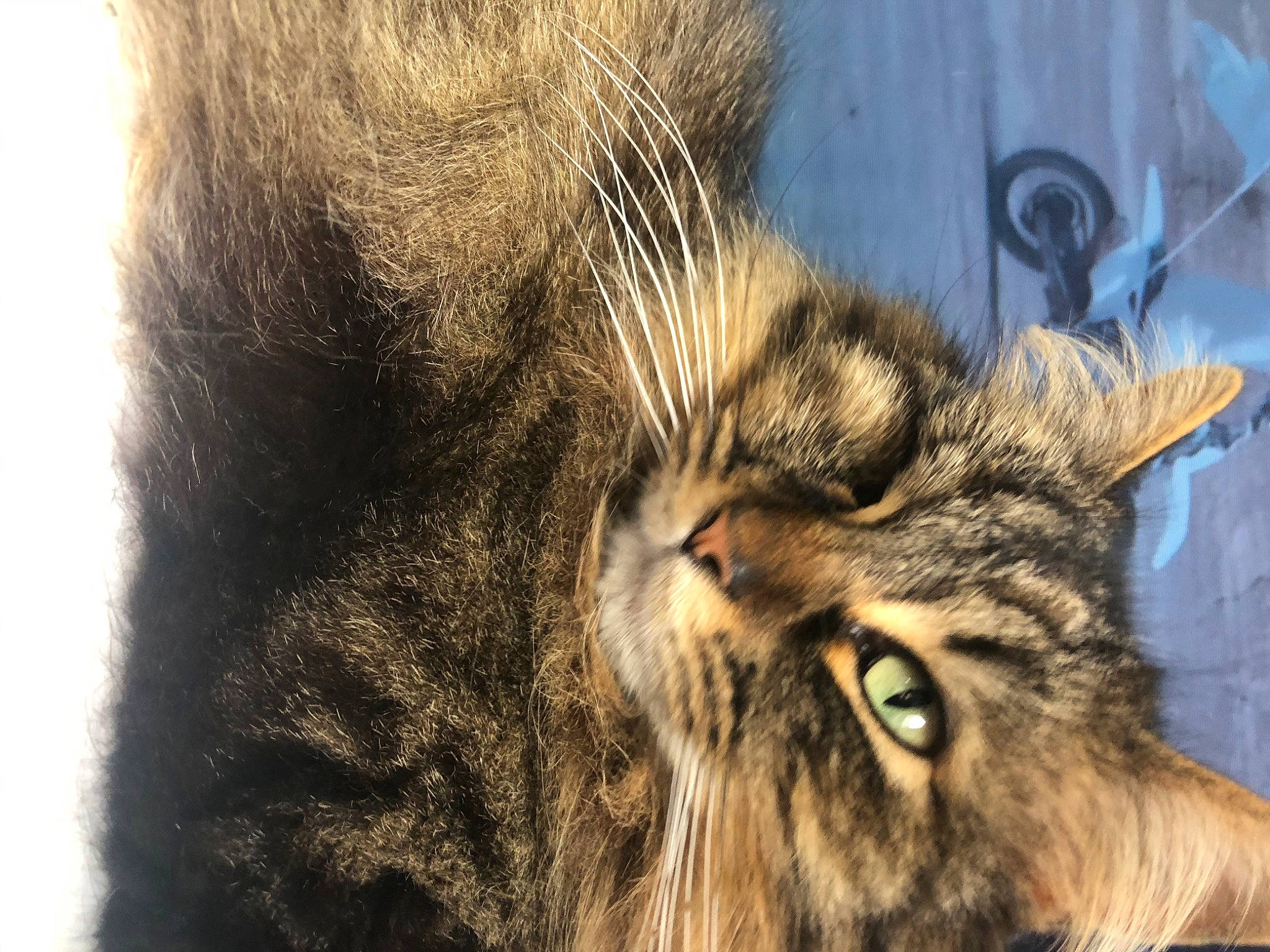 Gribouille a rejoint le concours — aidez-le/la à gagner de superbes lots ! carnivore, cat, close_up, domestic_long_haired_cat, domestic_short_haired_cat, dragon_li, european_shorthair, eye, felidae, fur, maine_coon, mammal, norwegian_forest_cat, pixie_bob, siberian, small_to_medium_sized_cats, snout, tabby_cat, whiskers, wild_cat