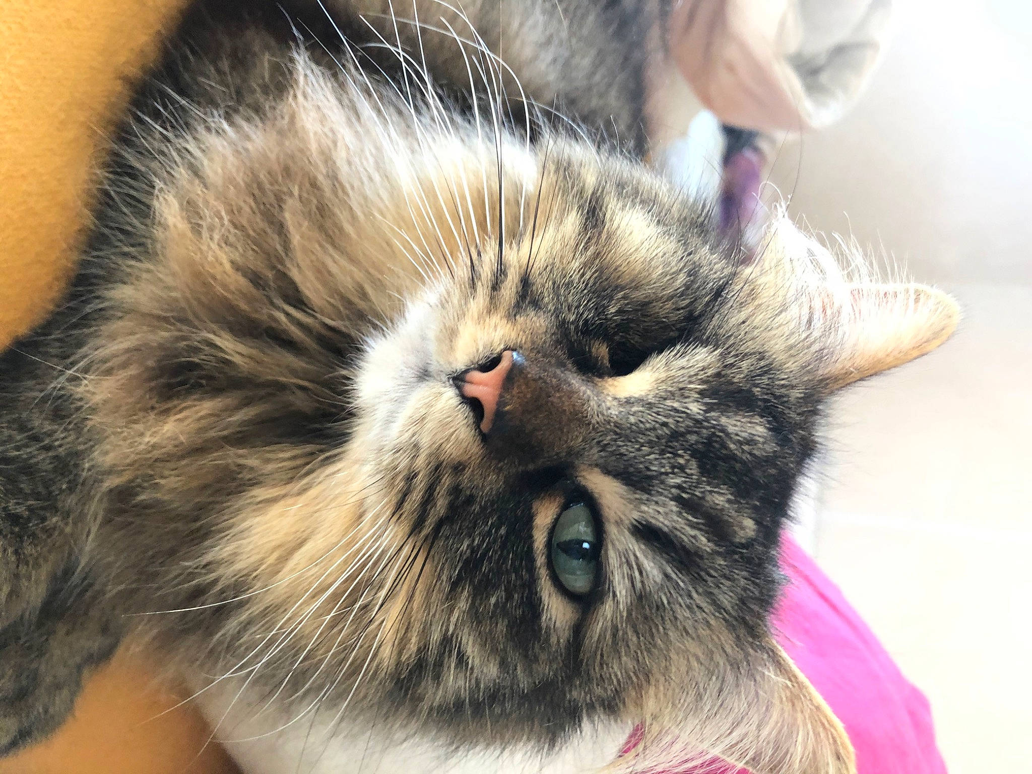 Gribouille participe au concours pour gagner de l'argent avec cette photo : asian, carnivore, cat, close_up, domestic_short_haired_cat, ear, european_shorthair, felidae, fur, kitten, mammal, norwegian_forest_cat, nose, paw, small_to_medium_sized_cats, snout, tabby_cat, whiskers