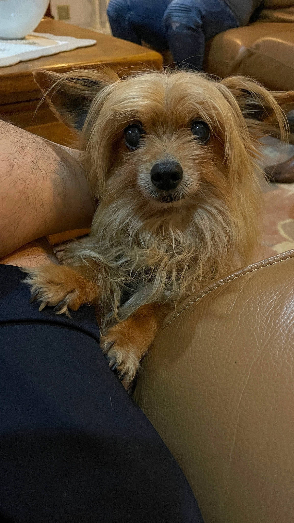 Gipsy participe au concours pour gagner de l'argent avec cette photo : biewer_terrier, canidae, carnivore, companion_dog, dog, dog_breed, fawn, fur, ingredient, liver, maltepoo, small_terrier, snout, sporting_group, surfer_hair, terrestrial_animal, terrier, toy_dog, working_animal