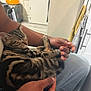 Kobooki a rejoint le concours — aidez-le/la à gagner de superbes lots ! cat, tabby_cat, sleeping, person, hands, lap, indoor, kitchen, towel, crate, cushion, jeans, comfort, pet, relaxation, feline, striped_fur, domestic_animal, resting, cozy