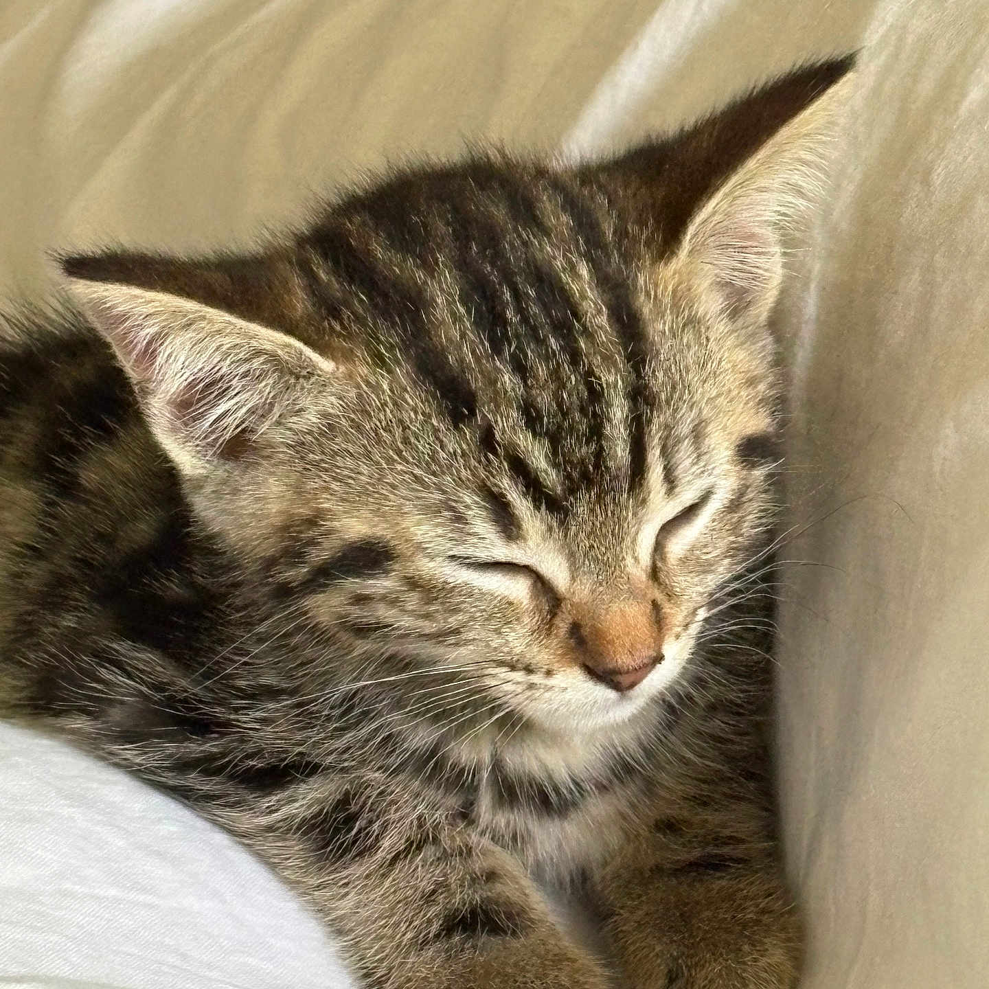 Kobooki participe au concours pour gagner de l'argent avec cette photo : adorable, animal, cat, closeup, cozy, cute, domestic, feline, fur, indoor, kitten, paws, pet, relaxed, resting, sleeping, soft, tabby, whiskers, young