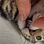 Kobooki a rejoint le concours — aidez-le/la à gagner de superbes lots ! cat, mouth, teeth, whiskers, fur, closeup, hand, fingers, pet, animal, domestic, face_part, texture, fabric, soft, detail, cute, indoor, skin, nail
