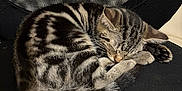 Kobooki participe au concours pour gagner de l'argent avec cette photo : kitten, cat, sleeping, tabby, fur, black, chair, pet, cute, animal, domestic_cat, resting, cozy, indoors, mesh, whiskers, paw, young, feline, cute_pet