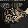 animal, black, cat, chair, cozy, cute, cute_pet, domestic_cat, feline, fur, indoors, kitten, mesh, paw, pet, resting, sleeping, tabby, whiskers, young
