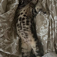 Kobooki participe au concours pour gagner de l'argent avec cette photo : cat, tabby_cat, sleeping, stretched_out, blanket, patterned_blanket, indoor, cozy, fur, striped, spots, paw, relaxed, resting, cute, pet, feline, animal, soft, bed