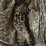 animal, bed, blanket, cat, cozy, cute, feline, fur, indoor, patterned_blanket, paw, pet, relaxed, resting, sleeping, soft, spots, stretched_out, striped, tabby_cat