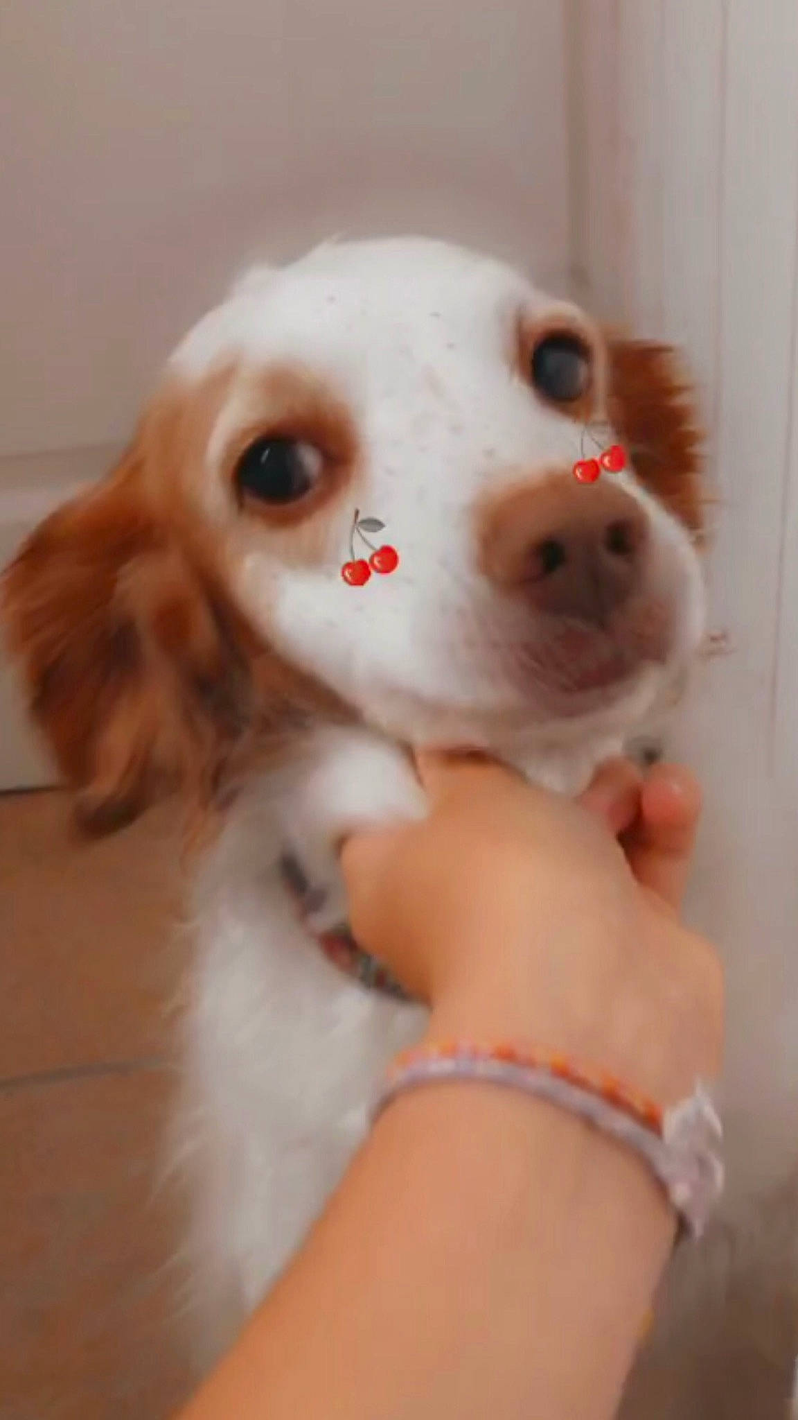 Isa a rejoint le concours — aidez-le/la à gagner de superbes lots ! canidae, companion_dog, dog_breed, doll, dress, ear, eye, eyelash, face, fawn, fur, gesture, hair, head, iris, plush, snout, stuffed_toy, toy, whiskers