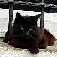 Ovni a rejoint le concours — aidez-le/la à gagner de superbes lots ! cat, black_cat, green_eyes, fluffy, window, metal_bars, ledg, outdoor, animal, pet, resting, fur, whiskers, closeup, portrait, nature, domestic_cat, relaxed, alert, shadow