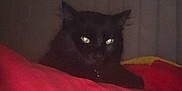 Ovni participe au concours pour gagner de l'argent avec cette photo : black_cat, cat, pet, animal, indoor, blanket, red_blanket, dark, low_light, glowing_eyes, feline, fur, resting, bedroom, cozy, shadow, quiet, home, mystery, night