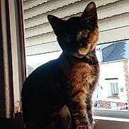 Moka a rejoint le concours — aidez-le/la à gagner de superbes lots ! animal, black_fur, cat, ears, feline, green_eyes, house, indoor, kitten, orange_fur, pet, portrait, roller_shutter, sitting, tail, text_overlay, tortoiseshell, whiskers, window, windowsill