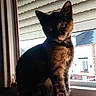animal, black_fur, cat, ears, feline, green_eyes, house, indoor, kitten, orange_fur, pet, portrait, roller_shutter, sitting, tail, text_overlay, tortoiseshell, whiskers, window, windowsill