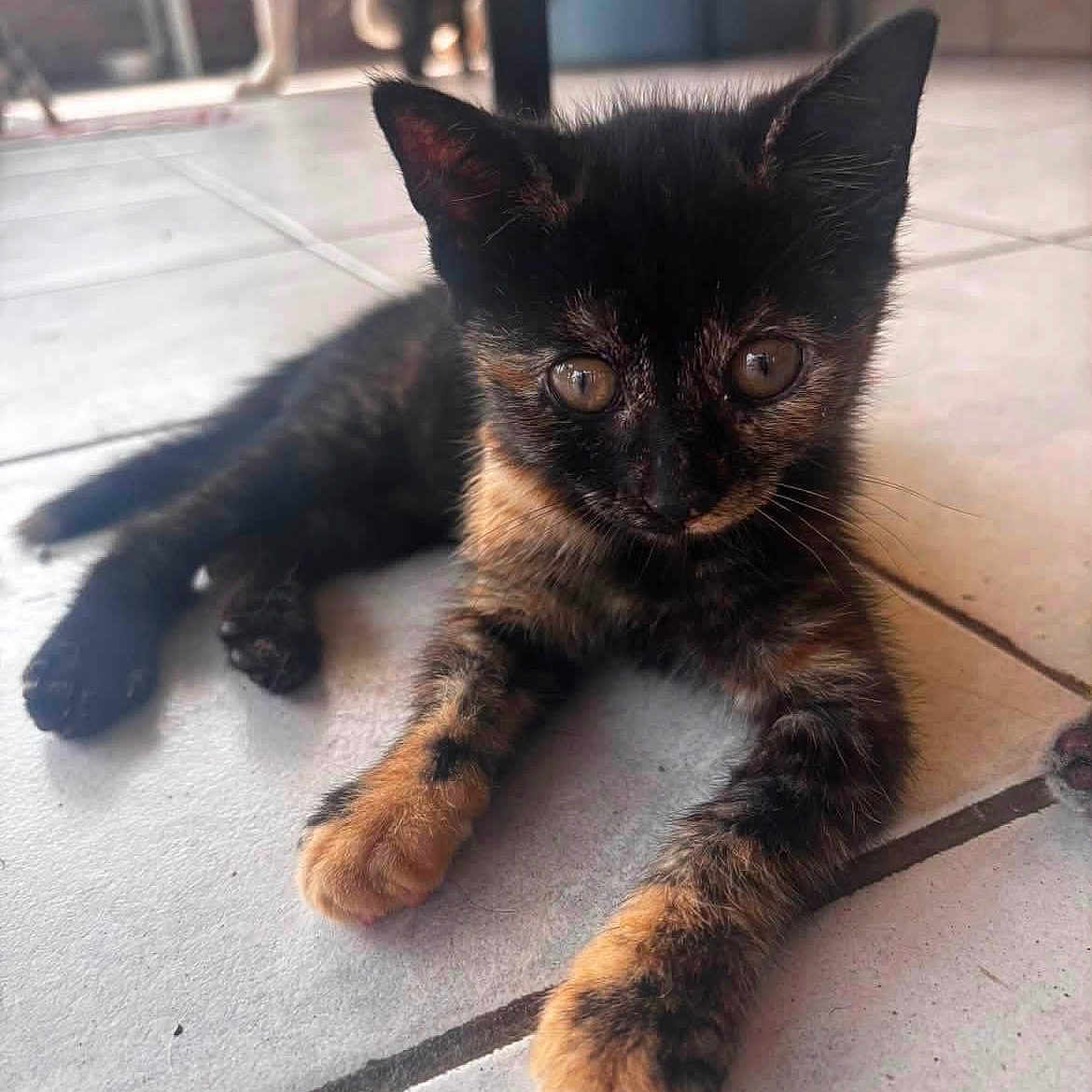 Moka a rejoint le concours — aidez-le/la à gagner de superbes lots ! animal, background, blur, cat, curious, cute, dog, domestic_animal, ears, feline, floor, indoor, kitten, laying_down, paws, pet, tile, tortoiseshell, whiskers, young