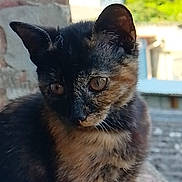 Moka a rejoint le concours — aidez-le/la à gagner de superbes lots ! animal, brick_wall, cat, curious, cute, daylight, ears, eyes, fur, kitten, mammal, nature, outdoor, pet, portrait, sitting, stone, tortoiseshell, whiskers, young