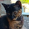animal, brick_wall, cat, curious, cute, daylight, ears, eyes, fur, kitten, mammal, nature, outdoor, pet, portrait, sitting, stone, tortoiseshell, whiskers, young