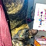 Moka a rejoint le concours — aidez-le/la à gagner de superbes lots ! animal, blanket, cat, closeup, colorful, curious, domestic, ears, face, feline, fur, green_eyes, household, indoor, pet, rainbow, resting, sticker, text_overlay, tortoiseshell