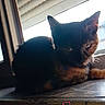 backlighting, black_cat, cat, ears, eyes, home, indoor, kitten, looking_at_camera, lying_down, pink_text, portrait, shutter, sitting, sunlight, tan_fur, text_overlay, whiskers, window, windowsill