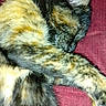Moka participe au concours pour gagner de l'argent avec cette photo : animal, cat, closeup, cozy, cute, feline, fur, indoor, mammal, nap, paw, peaceful, pet, red_background, relaxed, resting, sleeping, soft, tortoiseshell, whiskers