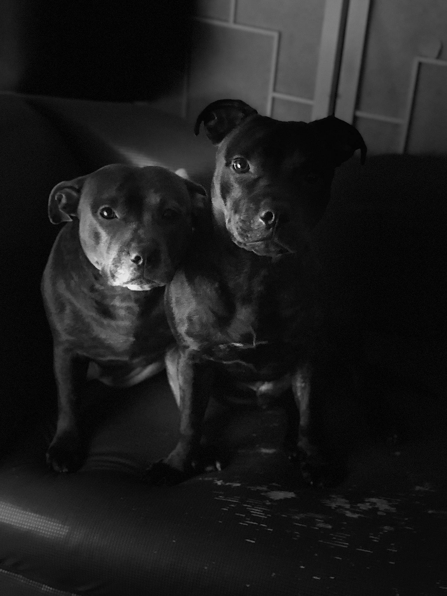 Solo participe au concours pour gagner de l'argent avec cette photo : borador, canidae, carnivore, companion_dog, darkness, dog, dog_breed, fawn, flash_photography, fur, grey, liver, monochrome, monochrome_photography, snout, sporting_group, still_life_photography, style, whiskers, working_animal