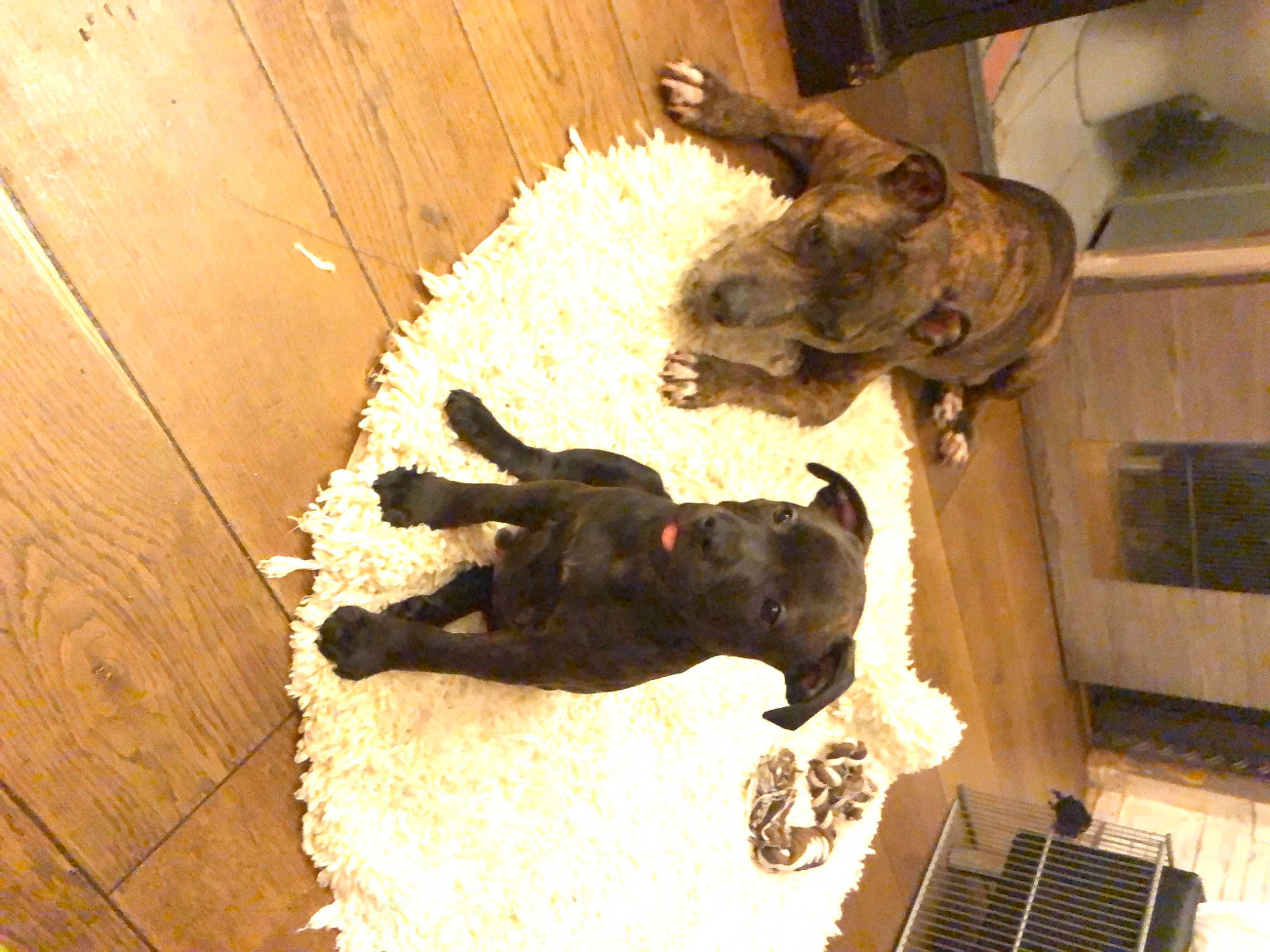 Solo participe au concours pour gagner de l'argent avec cette photo : canidae, carnivore, companion_dog, dog, dog_breed, fawn, felidae, flooring, fur, guard_dog, hardwood, liver, pet_supply, plank, small_to_medium_sized_cats, sporting_group, tail, wood, wood_stain, working_animal