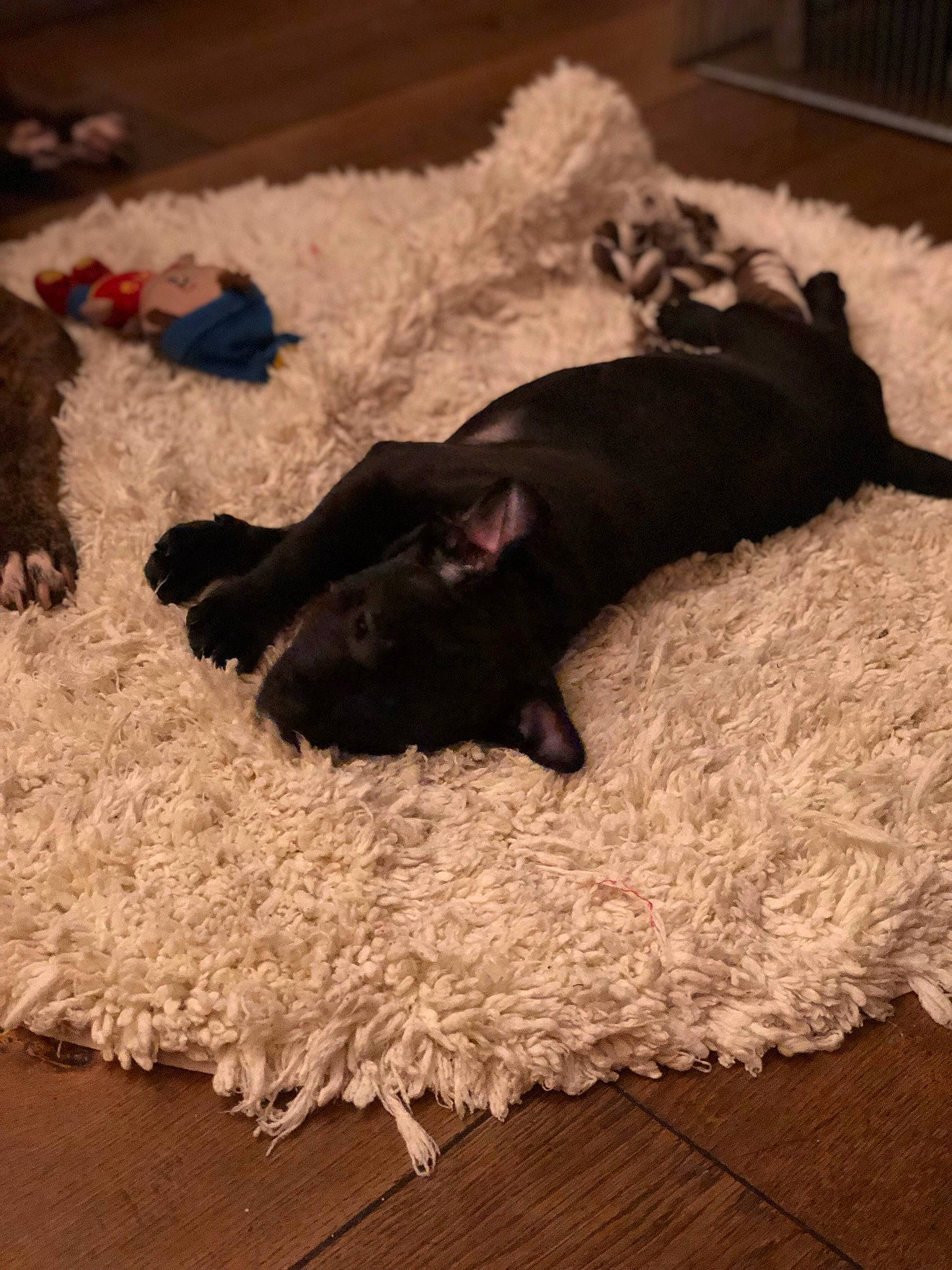 Solo participe au concours pour gagner de l'argent avec cette photo : canidae, carnivore, comfort, companion_dog, dog, dog_breed, door_mat, fawn, flooring, fur, hardwood, liver, non_sporting_group, puppy, rug, sporting_group, tail, terrestrial_animal, wood, working_animal