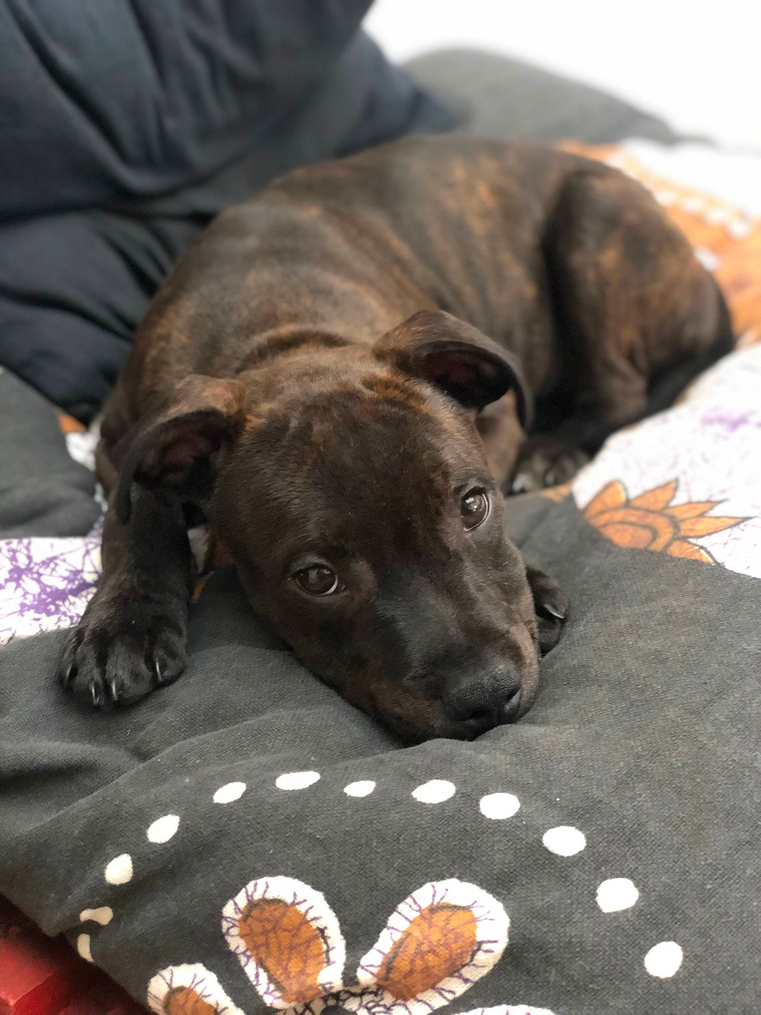 Solo a rejoint le concours — aidez-le/la à gagner de superbes lots ! carnivore, collar, comfort, comfort_food, companion_dog, dog, dog_breed, dog_supply, fawn, fur, guard_dog, ingredient, linens, pattern, pet_supply, serveware, snout, terrestrial_animal, whiskers, working_animal